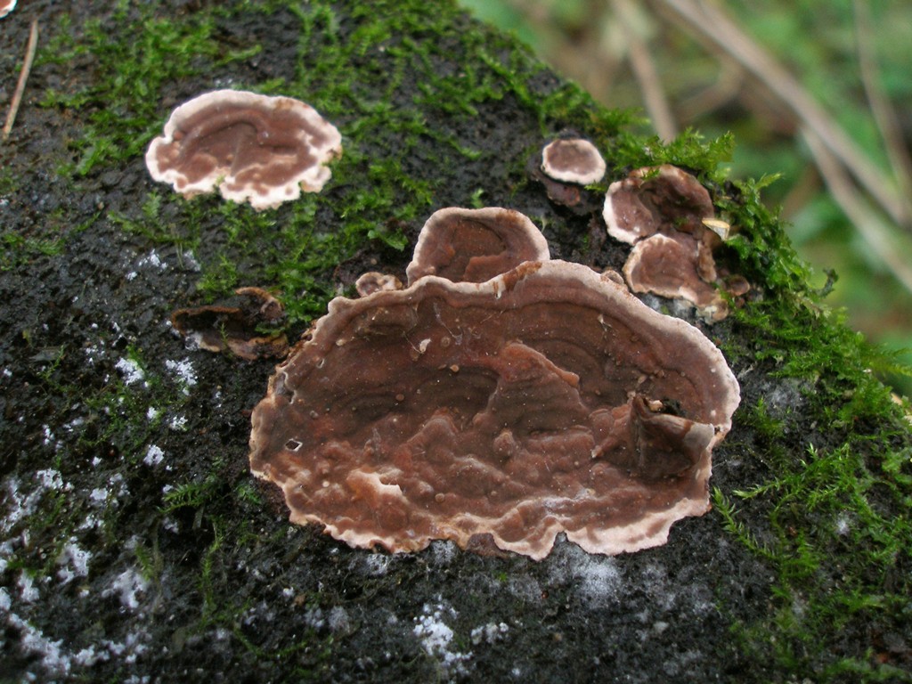 Представитель Семейства Amylostereaceae